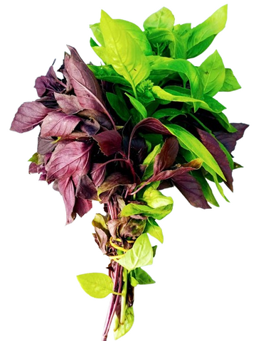 basilic, ingrédient principal du pistou
