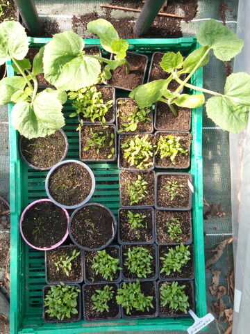 cagette de plants potagers