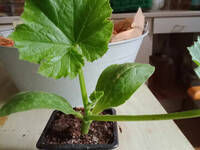 plant de courgette