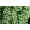 chou_kale