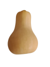 butternut_2-removebg-preview_2123935707