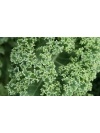 chou_kale