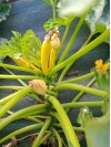 courgette_jaune