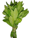 menthe_verte-removebg-preview