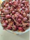 oignons_rouges