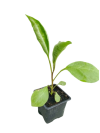 plant_aubergines-removebg-preview
