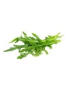 roquette