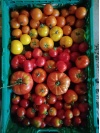 tomates_1189797080