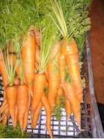 carottes_1412058652