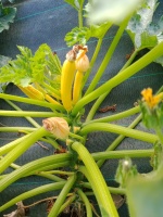 courgette_jaune