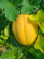 melon_de_bourgogne
