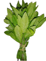 menthe_verte-removebg-preview