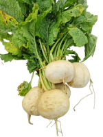 navets_japonais-removebg-preview