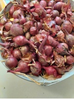 oignons_rouges