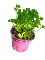 persil_en_pot-removebg-preview