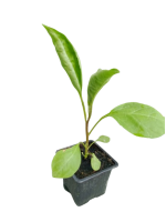 plant_aubergines-removebg-preview