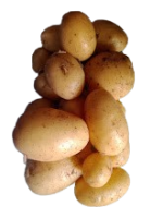 pommes_de_terre-removebg-preview