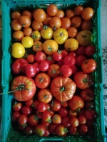tomates