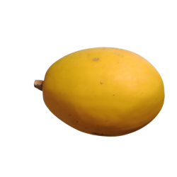 courge_spaghetti-removebg-preview