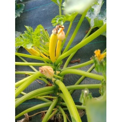 courgette_jaune