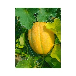melon_de_bourgogne