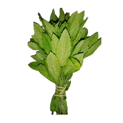 menthe_verte-removebg-preview