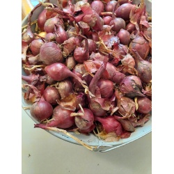 oignons_rouges