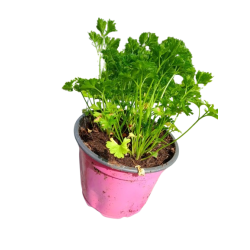 persil_en_pot-removebg-preview