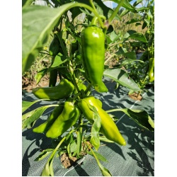 piment_vege