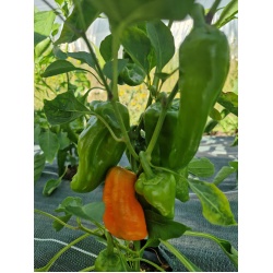 piment_vege_2