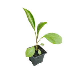 plant_aubergines-removebg-preview