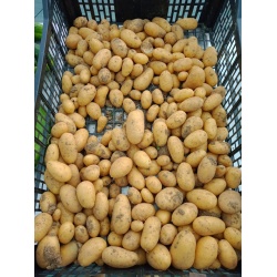 pommes_de_terre_allians