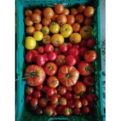 tomates