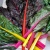 bio-poiree-rainbow-mix-bettes-multicolores