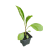 plant_aubergines-removebg-preview
