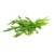 roquette