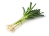 oignon_ciboule