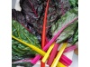 bio-poiree-rainbow-mix-bettes-multicolores