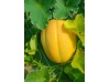 melon_de_bourgogne