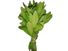 menthe_verte-removebg-preview