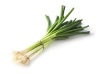 oignon_ciboule