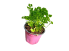 persil_en_pot-removebg-preview