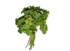 persil_frise-removebg-preview