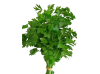 persil_plat-removebg-preview