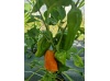 piment_vege_2