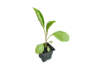 plant_aubergines-removebg-preview