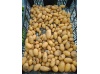 pommes_de_terre_allians