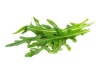 roquette