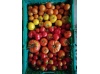 tomates