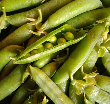 300 g de snap peas     1 boule de burrata     1 citron (zeste et jus)     2 cuillères à soupe d'huile d'olive extra vierge     Une poignée de feuilles de menthe fraîche     Sel et poivre au goût  Préparation :      Lavez et équeutez les snap peas, puis coupez-les en deux en biais pour une présentation élégante.     Dans un saladier, mélangez les snap peas avec le zeste et le jus de citron, l'huile d'olive, le sel et le poivre.     Disposez la burrata au centre d’un plat et entourez-la des snap peas assaisonnés.     Ajoutez les feuilles de menthe fraîche et servez immédiatement, accompagné de pain croustillant.